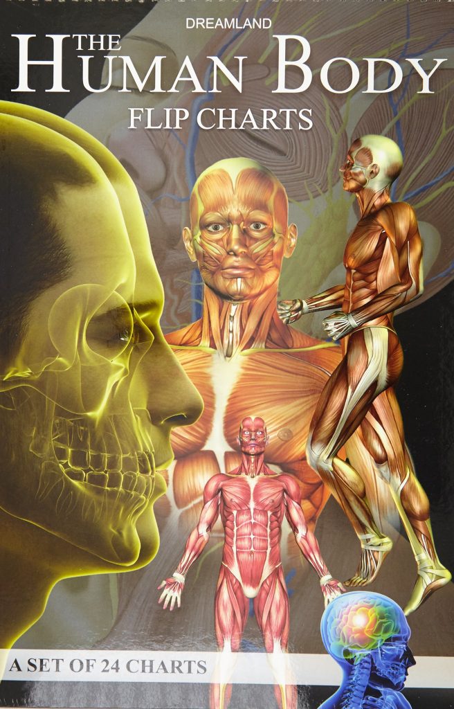 Dreamland The Human Body Flip Charts