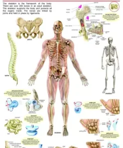 Dreamland The Skeletal System