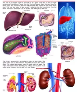 Dreamland The Liver & Kidney