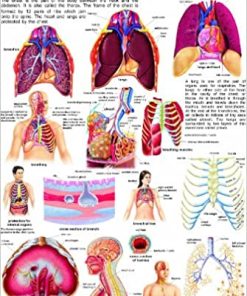 Dreamland The Chest & the Lungs