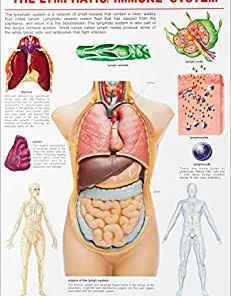 Dreamland The Lymphatic/Immune System