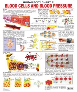 Dreamland The Blood Group, Cells & Pressure