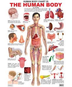 Dreamland The Human Body Chart