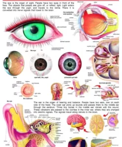 Dreamland The Eye & the Ear