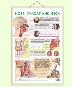 Gowoo Human Anatomy Charts Nose Throat and Neck