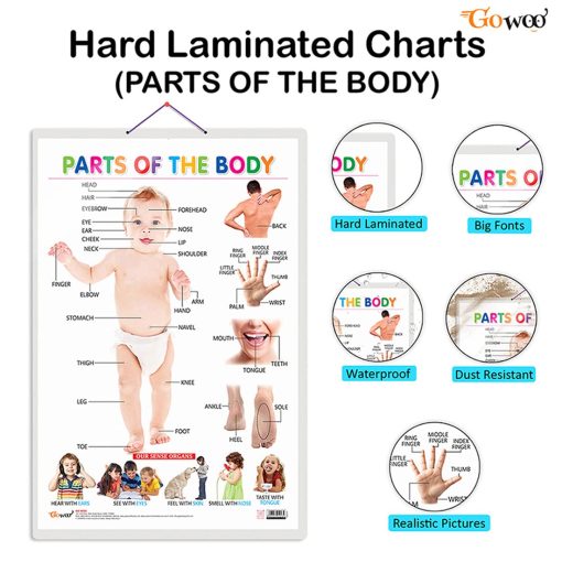 Basic Part Body Chart Gowoo Hard Lamination Educational Charts Parts of the Body - Malik ...