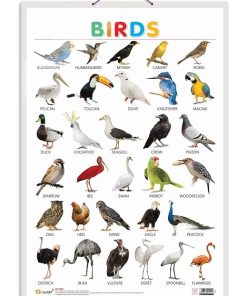 Gowoo Hard Lamination Educational Charts Birds