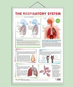Gowoo Human Anatomy Charts The Respiratory System