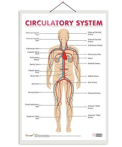 Gowoo Human Anatomy Charts Circulatory System