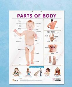 Gowoo Laminated Charts ( Glossy Lamination ) Parts of Body