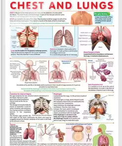 Gowoo Human Anatomy Charts Chest and Lungs