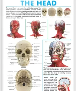 Gowoo Human Anatomy Charts The Head